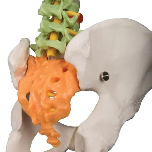 A58-8_04_Colonne-vertebrale-flexible-didactique.webp