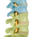 A58-8_06_1200_1200_Colonne-vertebrale-flexible-didactique.webp