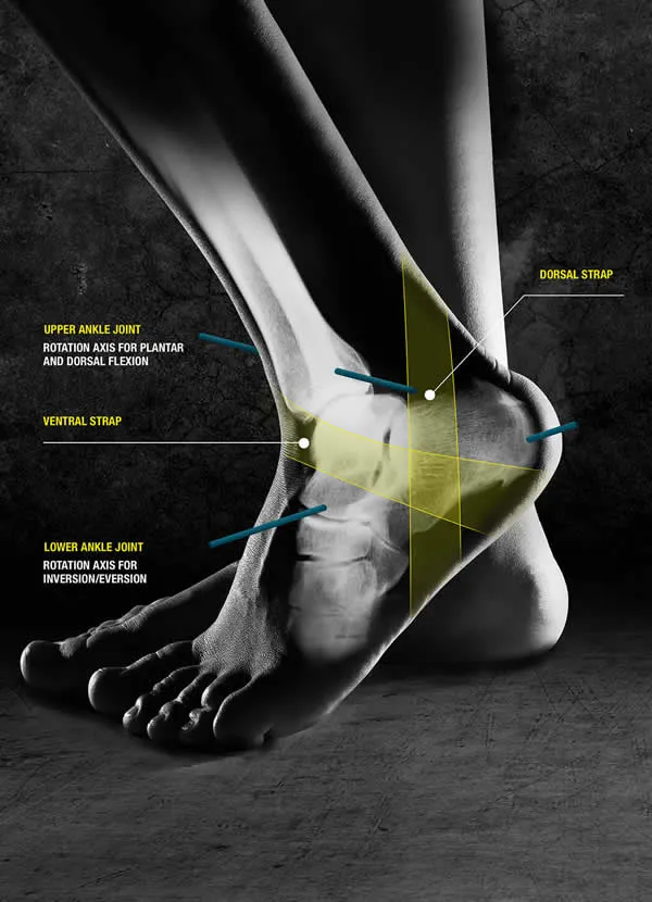 kicx-prophyx-anatomy.webp