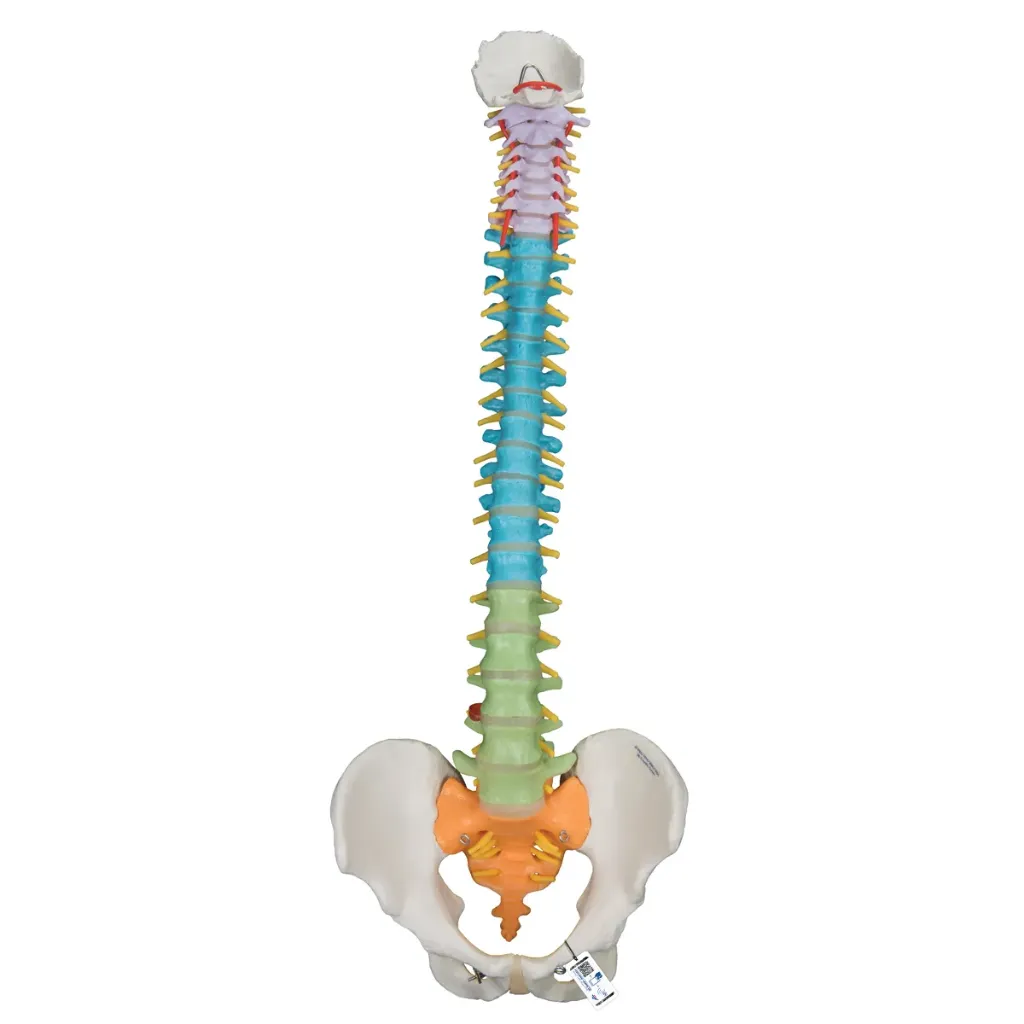 Colonne vertébrale flexible didactique