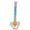 Colonne vertébrale flexible didactique